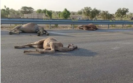 भारतमाला हाईवे पर तेज रफ्तार वाहन ने 9 ऊंटों को रौंदा, गुस्साए लोगों ने ढाई घंटे जाम किया