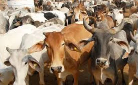 राजस्थान में पशु चिकित्सा को नया आयाम: 16 अस्पताल उन्नत, 167 पदों की मंजूरी