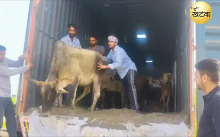 गौ तस्करी का भंडाफोड़: 23 से अधिक गौवंश बरामद, ट्रक जब्त
