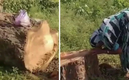 20 साल पहले लगाया पीपल, बेटे सा प्यार दिया, कटते ही 90 साल की माँ ऐसी रोई मानो जवान बेटा बिछड़ गया