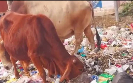 बाड़मेर की होटलों का वेस्टेज शहर को कर रहा है गंदा, गौवंश के लिए खतरा