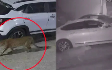 जयपुर के पॉश इलाके में रातभर दहशत पूर्व भाजपा सांसद के घर के पास बेखौफ घूमता दिखा लेपर्ड, कैमरे में कैद हुआ पूरा मंजर.
