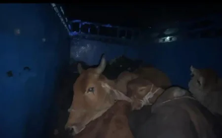 राजस्थान के डीग जिले में गौ-तस्करों का ड्रामाई पीछा: 10 किमी तक चिंगारियाँ उड़ती रहीं, पुलिस ने टक्कर मारकर रोका, 7 गायें बचाईं