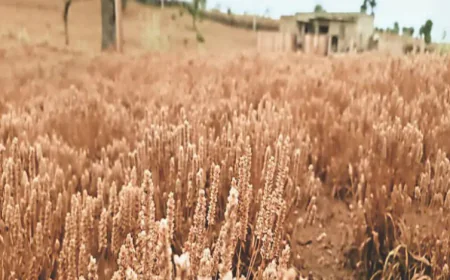 किसानों को बड़ी राहत: बाड़मेर में 1.10 लाख किसानों के खातों में 21 दिसंबर से आएंगे 261 करोड़ रुपये