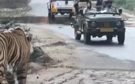 रणथंभौर टाइगर रिजर्व में सनसनी: टाइगर ने 30 मिनट तक गणेश मंदिर मार्ग पर मचाया धमाल, पर्यटकों ने गाड़ियां पीछे हटाईं –