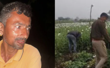 खेत में चल रही अवैध डोडा पोस्त की खेती का भंडाफोड़, लाखों की नकदी जब्त...