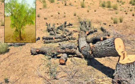 बीकानेर: 232 साल पहले भी खेजड़ी कटाई पर था सख्त बैन, दोषियों पर लगता था आर्थिक दंड ‘गुनहागारी’