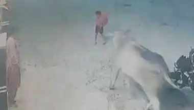 5 साल की बेटी को बचाने के लिए गाय से भिड़ी मां, सींग पकड़कर किया सामना; पसलियां टूटीं, CCTV में कैद हुआ घटनाक्रम