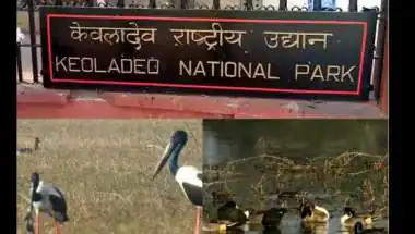 भरतपुर के नीले आसमान में छाएगा सन्नाटा? एक फैसले पर टिकी हजारों जिंदगियां!