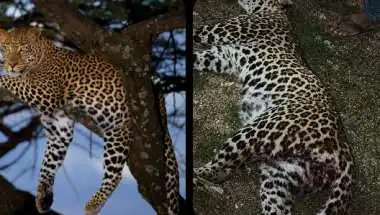 तेज रफ्तार कार की टक्कर से मादा लेपर्ड की मौत..राजसमंद में रात के अंधेरे में बड़ा हादसा !