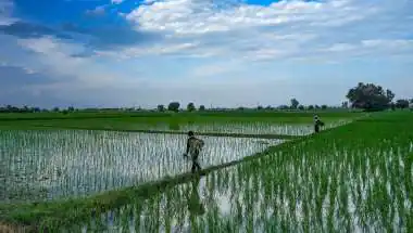 Monsoon Update:  झमाझम बारिश से खेती को मिली राहत, 12 से ज्यादा राज्यों में भारी बारिश