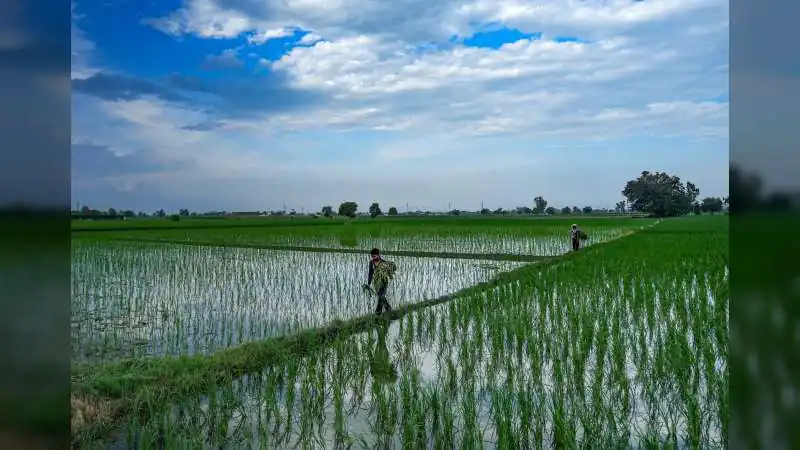 Monsoon Update:  झमाझम बारिश से खेती को मिली राहत, 12 से ज्यादा राज्यों में भारी बारिश