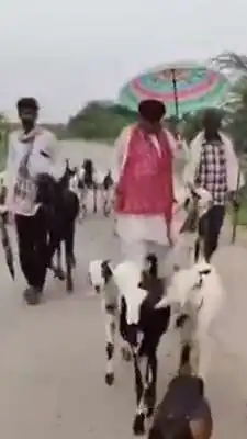पूर्व मंत्री प्रभुलाल सैनी का अनूठा अंदाज, सिर पर साफा, हाथ में लाठी और छाता लेकर सड़क पर चराने लगे बकरियां; वीडियो वायरल