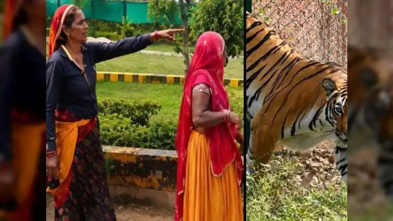 घास काट रही महिलाओं के सामने अचानक खुला पिंजरा, खूंखार बाघ ने पल भर में महिला को नोच डाला!
