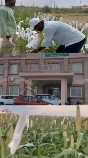 किसानों की होगी बल्ले-बल्ले! देश के सबसे बड़े श्रीअन्न अनुसंधान केंद्र का कल होगा उद्घाटन, जानिए आपको कैसे मिलेगा सीधा फायदा?