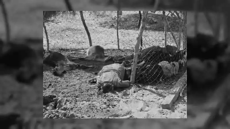 हाईटेंशन लाइन टूटने से पति-पत्नी और 15 मवेशियों की दर्दनाक मौत